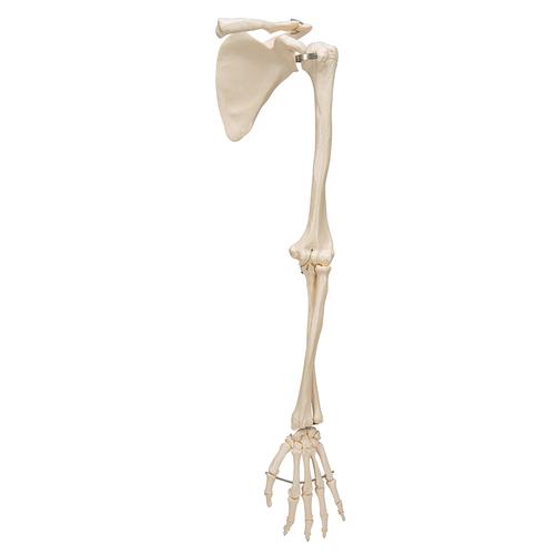 Модель скелета руки с лопаткой и ключицей - 3B Smart Anatomy, 1019377 [A46], Модели скелета руки и кисти