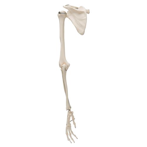 Esqueleto del Brazo con escapula y clavicula - 3B Smart Anatomy, 1019377 [A46], Modelos de esqueleto de brazo y mano