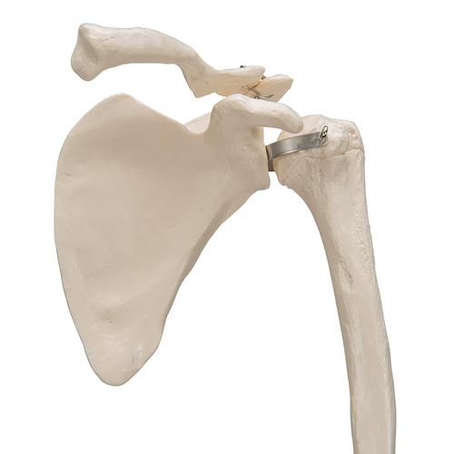 臂骨胳,带有肩胛骨和锁骨 - 3B Smart Anatomy, 1019377 [A46], 胳膊和手骨骼模型