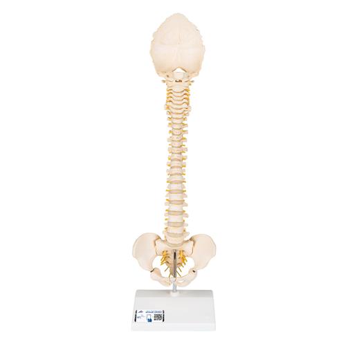 BONElike Child's Vertebral Column Model - 3B Smart Anatomy, 1000118 [A52], Human Spine Models