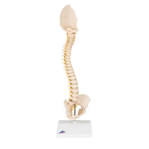 Coluna vertebral infantil A52 com qualidade 3B BONElikeTM, 1000118 [A52], Modelo de coluna vertebral