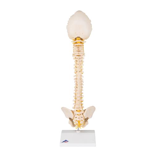 Colonna vertebrale infantile di qualità 3B BONElike - 3B Smart Anatomy, 1000118 [A52], Modelli di Colonna Vertebrale