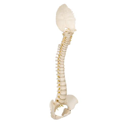 Coluna vertebral infantil A52 com qualidade 3B BONElikeTM, 1000118 [A52], Modelo de coluna vertebral