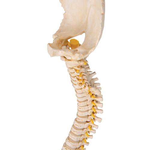 7C5B PVC Human Spine Model Spine Anatomical Model Education School 