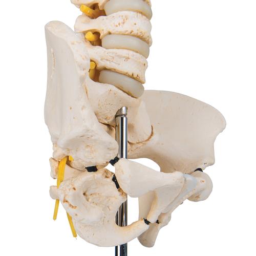 3B Scientific Wirbelsäulenmodell Kind – Mit 3B Smart Anatomy App, BONElike™ Qualität