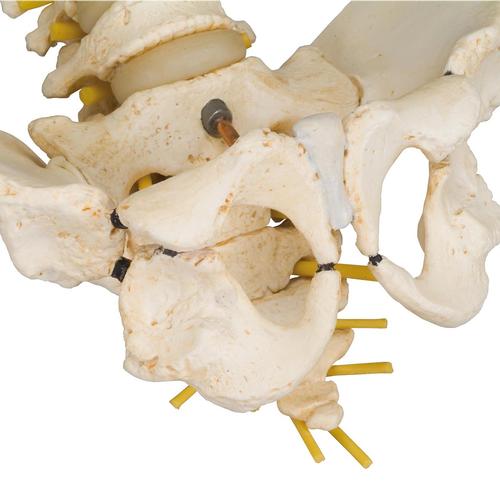 Columna vertebral pediátrica en calidad 3B BONElike™ - 3B Smart Anatomy, 1000118 [A52], Modelos de Columna vertebral