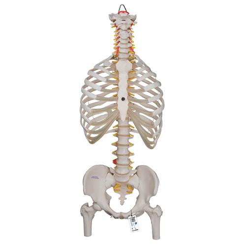 유연한 척추 모형; 흉곽, 대퇴골 포함 Classic Flexible Human Spine Model with Ribs & Femur Heads - 3B Smart Anatomy, 1000120 [A56/2], 인체 척추 모형