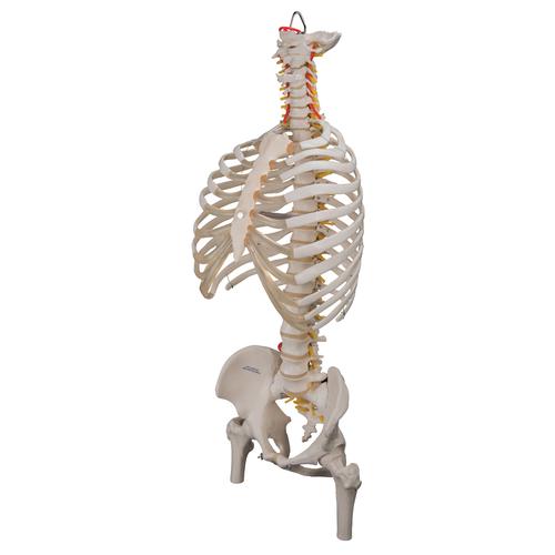 Colonna vertebrale flessibile classica, con cassa toracica e tronchi del femore - 3B Smart Anatomy, 1000120 [A56/2], Modelli di Colonna Vertebrale