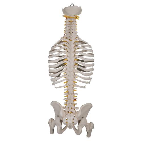 Classic Flexible Human Spine Model with Ribs & Femur Heads - 3B Smart Anatomy, 1000120 [A56/2], Human Spine Models