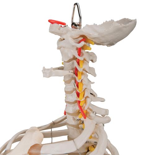 Colonna vertebrale flessibile classica, con cassa toracica e tronchi del femore - 3B Smart Anatomy, 1000120 [A56/2], Modelli di Colonna Vertebrale