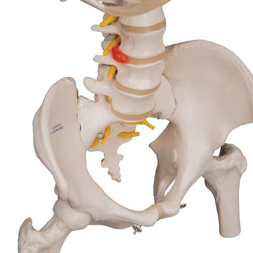 Colonne vertébrale classique flexible avec thorax et moignons du fémur - 3B Smart Anatomy, 1000120 [A56/2], Colonnes vertébrales (rachis)