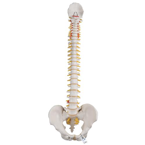 Classic Flexible Human Spine Model - 3B Smart Anatomy, 1000121 [A58/1], Human Spine Models