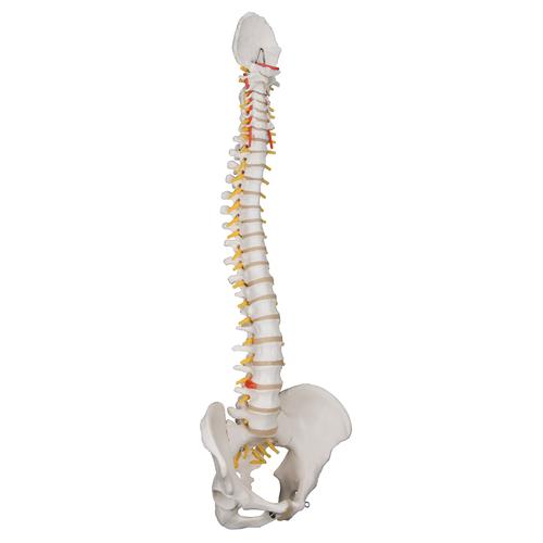 기본형 척추모형 Classic Flexible Human Spine Model - 3B Smart Anatomy, 1000121 [A58/1], 인체 척추 모형