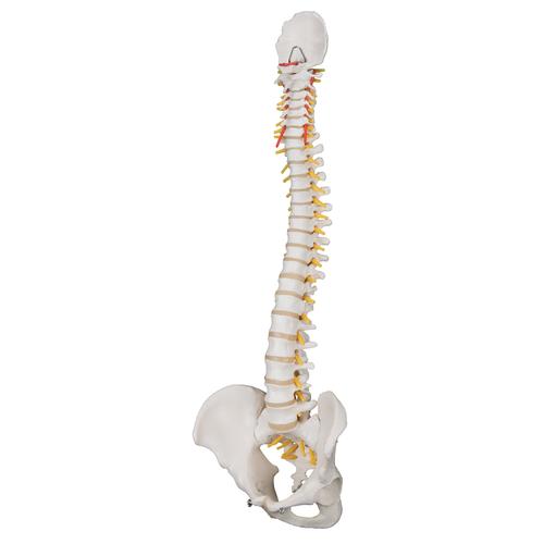 Colonna vertebrale flessibile classica - 3B Smart Anatomy, 1000121 [A58/1], Modelli di Colonna Vertebrale