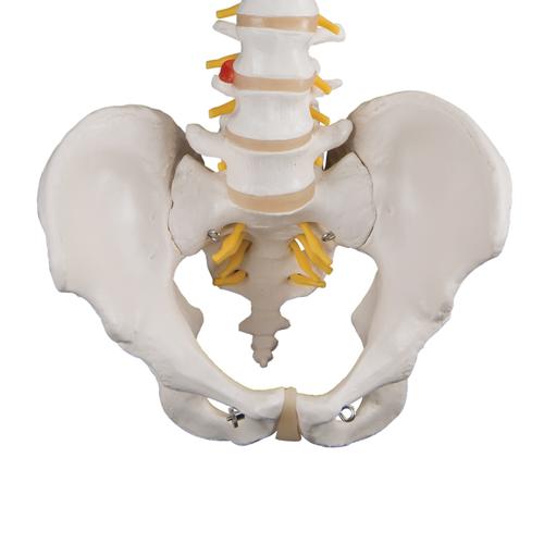 Colonna vertebrale flessibile classica - 3B Smart Anatomy, 1000121 [A58/1], Modelli di Colonna Vertebrale