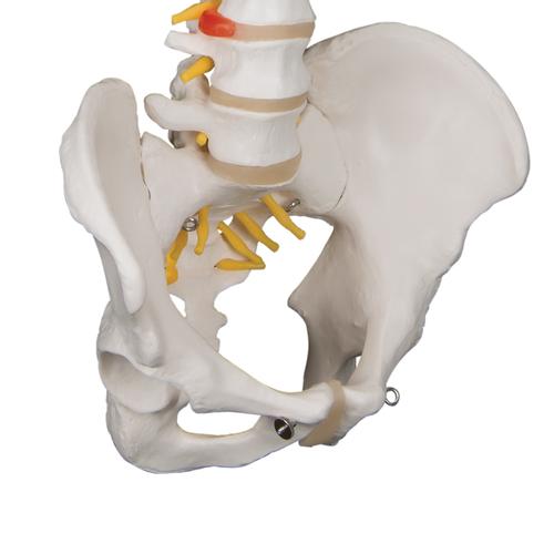 经典活动脊柱模型 - 3B Smart Anatomy, 1000121 [A58/1], 脊柱模型