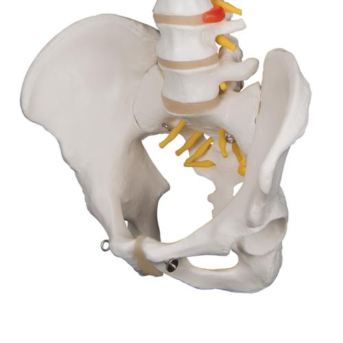 Klasszikus hajlékony gerinc - 3B Smart Anatomy, 1000121 [A58/1], Gerincoszlop modellek