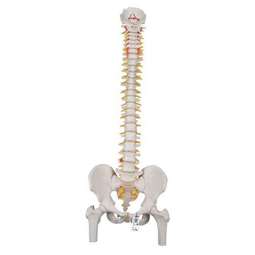 Classic Flexible Human Spine Model with Femur Heads - 3B Smart Anatomy, 1000122 [A58/2], Human Spine Models