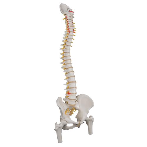 1:1th Flexible Human Spine Anatomical Model w/ Pelvis Femur Vertebral Column 