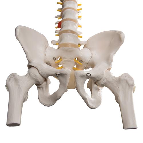 带股骨头的经典活动脊柱模型 - 3B Smart Anatomy, 1000122 [A58/2], 脊柱模型