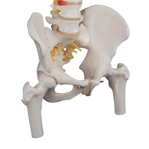 Классическая модель гибкого позвоночника с головками бедренных костей - 3B Smart Anatomy, 1000122 [A58/2], Модели позвоночника человека