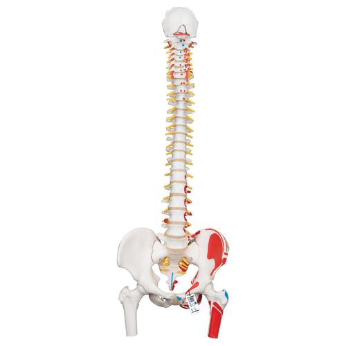 Coluna clássica flexível com cabeças de fêmur e músculos pintados, 1000123 [A58/3], Modelo de coluna vertebral