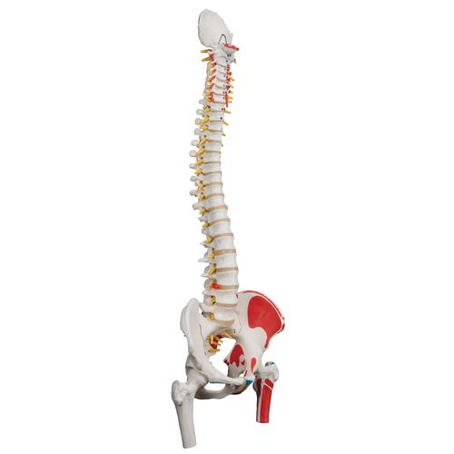 근육부분 채색, 대퇴골 포함 기본형 척추모형 Classic Flexible Spine Model with Femur Heads and Painted Muscles - 3B Smart Anatomy, 1000123 [A58/3], 인체 척추 모형