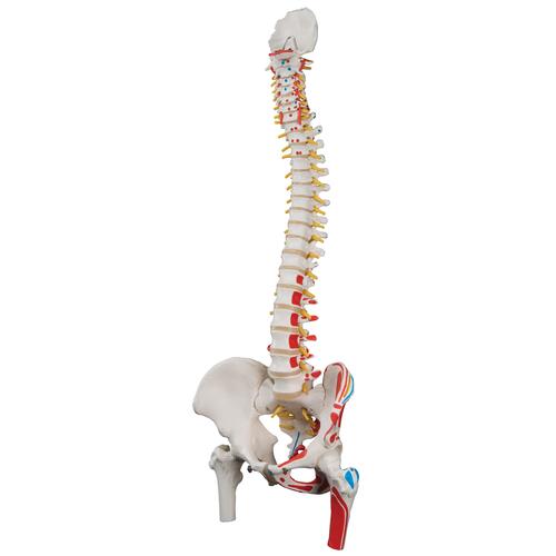 Colonne vertébrale classique flexible peinte avec des moignons de fémur - 3B Smart Anatomy, 1000123 [A58/3], Colonnes vertébrales (rachis)