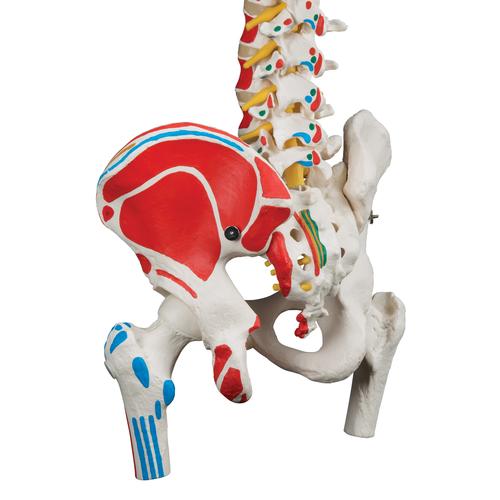 Классическая модель гибкого позвоночника с головками бедренных костей и разметкой мышц - 3B Smart Anatomy, 1000123 [A58/3], Модели позвоночника человека
