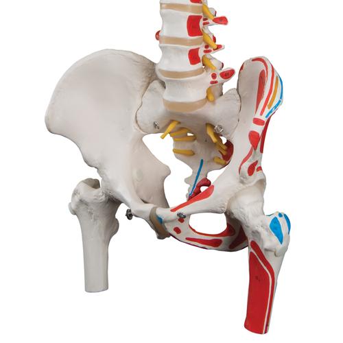 근육부분 채색, 대퇴골 포함 기본형 척추모형 Classic Flexible Spine Model with Femur Heads and Painted Muscles - 3B Smart Anatomy, 1000123 [A58/3], 인체 척추 모형