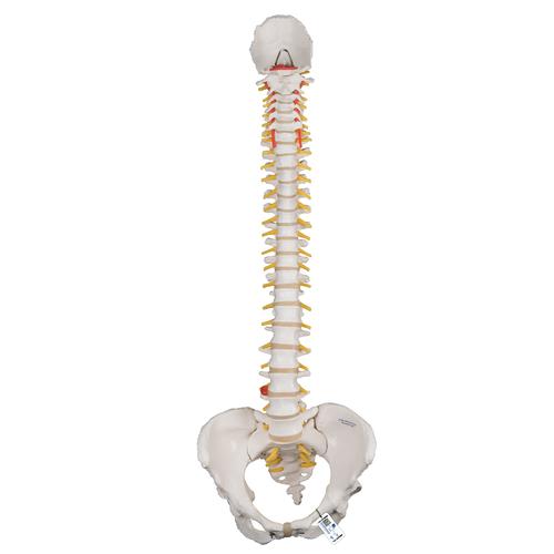 Columna flexible - versión clásica con pelvis femenino - 3B Smart Anatomy, 1000124 [A58/4], Modelos de Columna vertebral