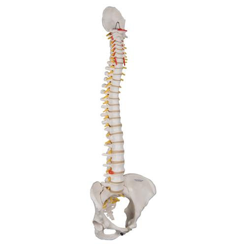 Colonna vertebrale flessibile classica, con bacino femminile - 3B Smart Anatomy, 1000124 [A58/4], Modelli di Colonna Vertebrale
