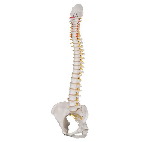 Klasik esnek omurga, kadınsı kalçalı - 3B Smart Anatomy, 1000124 [A58/4], Omurga Modelleri