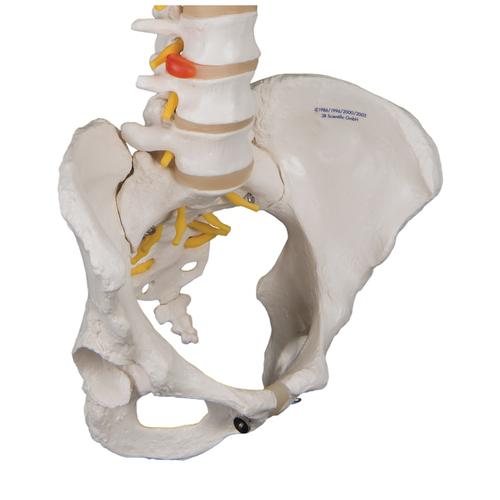 Colonna vertebrale flessibile classica, con bacino femminile - 3B Smart Anatomy, 1000124 [A58/4], Modelli di Colonna Vertebrale