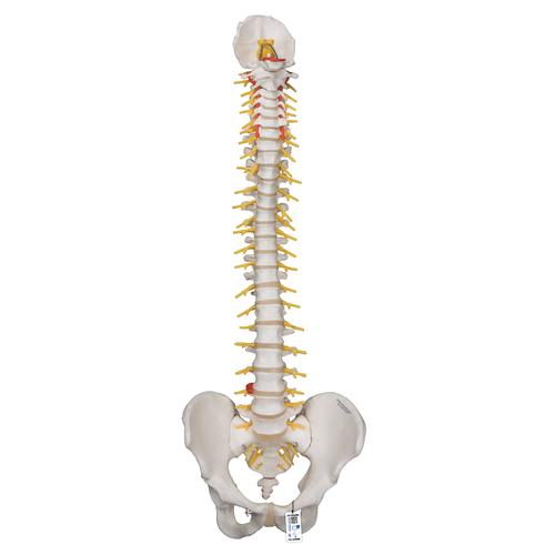고급형 척추모형 Deluxe Flexible Human Spine Model with Sacral Opening - 3B Smart Anatomy, 1000125 [A58/5], 인체 척추 모형