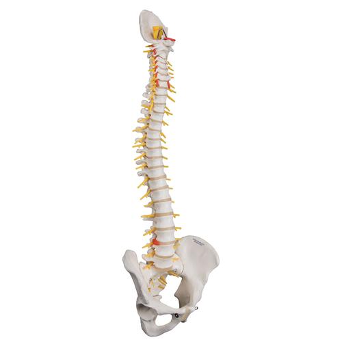 고급형 척추모형 Deluxe Flexible Human Spine Model with Sacral Opening - 3B Smart Anatomy, 1000125 [A58/5], 인체 척추 모형