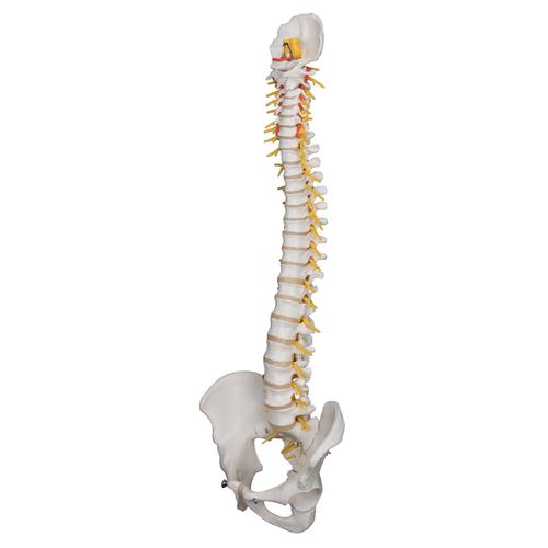 Coluna de luxo flexível, 1000125 [A58/5], Modelo de coluna vertebral