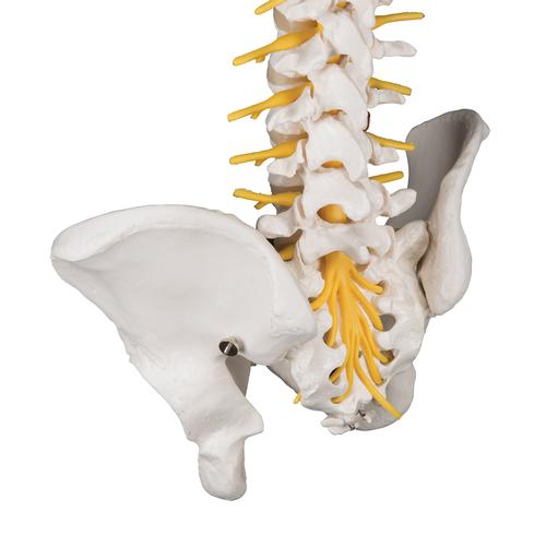 Coluna de luxo flexível, 1000125 [A58/5], Modelo de coluna vertebral