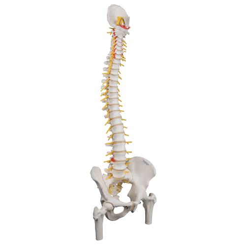 带股骨头的豪华型活动脊柱模型 - 3B Smart Anatomy, 1000126 [A58/6], 脊柱模型