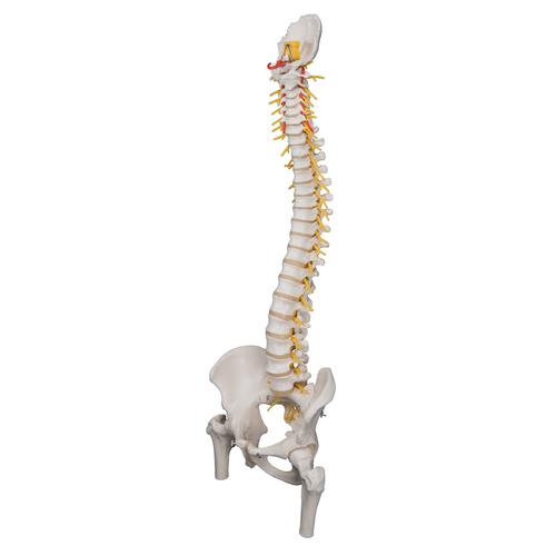대퇴골두가 있는 유연한 척추 모형 Deluxe Flexible Spine Model with Femur Heads - 3B Smart Anatomy, 1000126 [A58/6], 인체 척추 모형