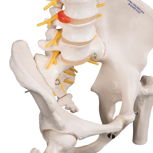 대퇴골두가 있는 유연한 척추 모형 Deluxe Flexible Spine Model with Femur Heads - 3B Smart Anatomy, 1000126 [A58/6], 인체 척추 모형