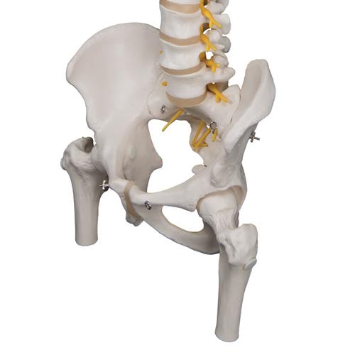 Deluxe Flexible Human Spine Model with Femur Heads & Sacral Opening - 3B Smart Anatomy, 1000126 [A58/6], Human Spine Models
