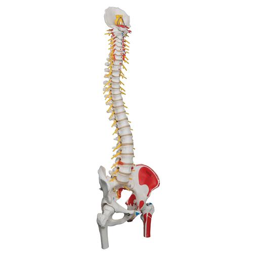 Deluxe Flexible Spine Model with Femur Heads, Painted Muscles & Sacral Opening - 3B Smart Anatomy, 1000127 [A58/7], Human Spine Models