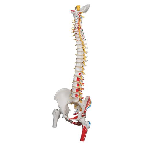 Модель гибкого позвоночника с головками бедренных костей и разметкой мышц класса «люкс» - 3B Smart Anatomy, 1000127 [A58/7], Модели позвоночника человека