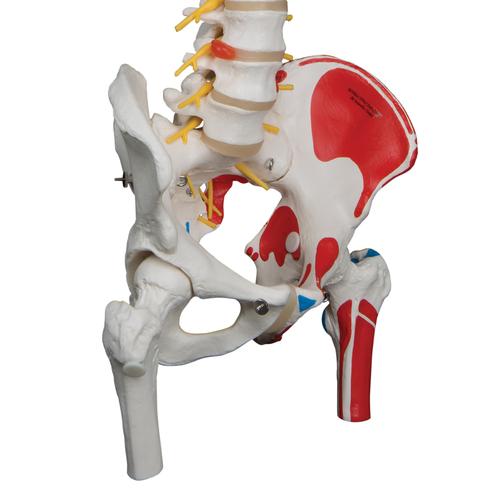 Модель гибкого позвоночника с головками бедренных костей и разметкой мышц класса «люкс» - 3B Smart Anatomy, 1000127 [A58/7], Модели позвоночника человека