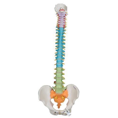 Didactic Flexible Human Spine Model - 3B Smart Anatomy, 1000128 [A58/8], Human Spine Models