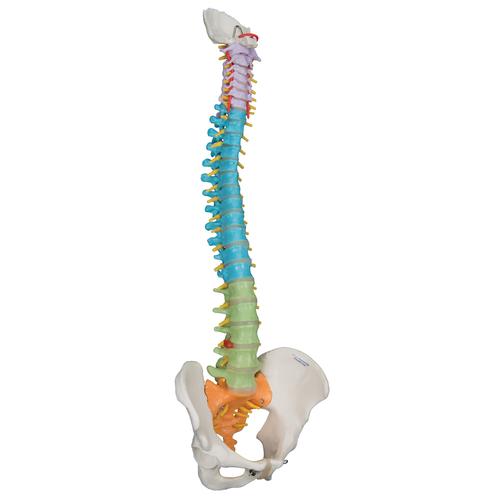 교육용 유연한 척추 모형 Didactic Flexible Human Spine Model - 3B Smart Anatomy, 1000128 [A58/8], 인체 척추 모형