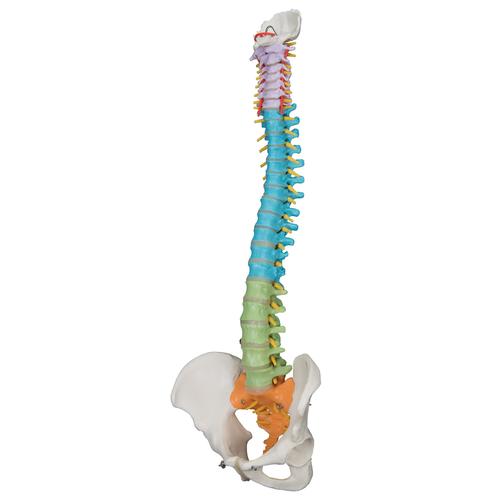 Hajlékony gerinc, oktatásra - 3B Smart Anatomy, 1000128 [A58/8], Gerincoszlop modellek