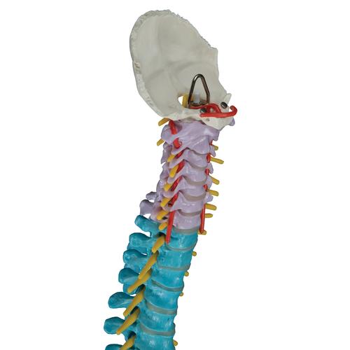 Colonne vertébrale flexible didactique - 3B Smart Anatomy, 1000128 [A58/8], Colonnes vertébrales (rachis)