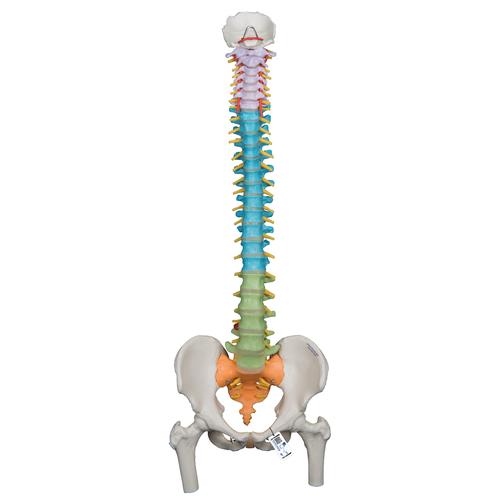 Coluna didática com cabeças de fêmur, 1000129 [A58/9], Modelo de coluna vertebral